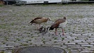 Nilgänse-Familie in Aschaffenburg wieder vereint | Bild: BR