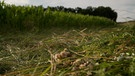 Mähgut liegt auf einer Wiese | Bild: BR