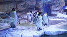 Pinguine in einem Zoogehege | Bild: BR