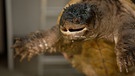 Schnappschildkröte | Bild: BR