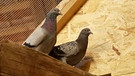 Tauben sitzen unter einem Dachstuhl | Bild: BR