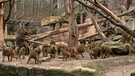 Große Gruppe von Pavianen in einem Zoo | Bild: BR