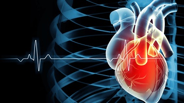 3-D-Illustration eines anatomischen Herzens mit EKG-Kurve im Hintergrund. | Bild: stock.adobe.com/Crystal light