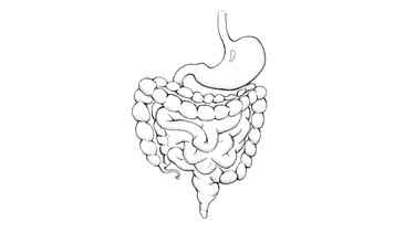 Illustration des Verdauungstraktes des menschlichen Körpers. | Bild: stock.adobe.com/Haileen
