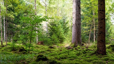 Mischwald mit Birken, Buchen und Tannen, üppigem grünem Moos und Gras. | Bild: stock.adobe.com/Corri Seizinger