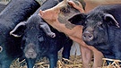 Schweine | Bild: BR