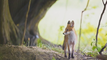 Tierfotografie eines Fuchses | Bild: BR