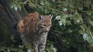 Luchs | Bild: BR