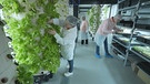 Vertikales "Salatbeet" | Bild: BR