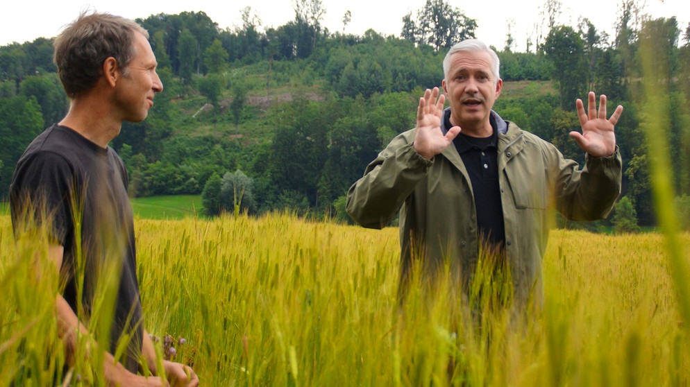 Bayerischer Reis: Stefan Schmutz (links) und Alexander Herrmann in einem Einkorn-Feld. | Bild: BR / Frank Johne