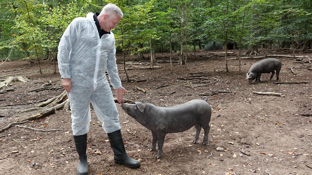 Alexander Herrmann im Wald bei Oberlaimbach mit Cornwallschweinen. | Bild: BR / Jürgen Endriß