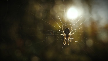 Nahaufnahme einer Spinne im Gegenlicht. | Bild: BR