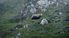 Bild von einem bewiesenen Berg, ein Bär steht in der Mitte und schaut in die Kamera | Bild: BR