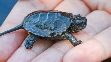 Europäische Sumpfschildkröte | Bild: picture alliance/dpa/dpa-Zentralbild | Patrick Pleul