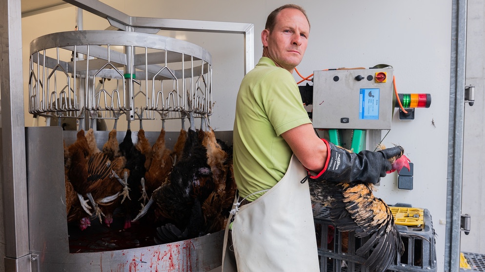 Auf dem Pflüglerhof werden heute die Bruderhähne geschlachtet. Dabei ist der Schlachtraum noch gar nicht fertig! Aber die Gockel sind nach fünf Monaten schlachtreif. Für die Familie ist es das erste Mal…  | Bild: BR