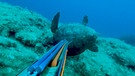tote Schildkröte im Meer | Bild: BR