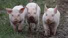 05.02.2022, Nordrhein-Westfalen, Jössen: Ferkel laufen durch den Matsch auf ihrem Freigelände. Die jungen Schweine verbringen einen Großteil ihres Tages im Freien und ziehen sich nur bei Bedarf in einen Stall zurück. Foto: Boris Roessler/dpa +++ dpa-Bildfunk +++ | Bild: dpa-Bildfunk/Boris Roessler