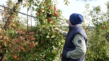 Ein Bauer steht an einem Apfelbaum und schaut sich seine reifen Äpfel an. | Bild: BR