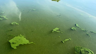 Blaualgen im Fränkischen Seenland. | Bild: BR