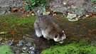 Ein Waschbär tummelt in einem Bach. | Bild: BR