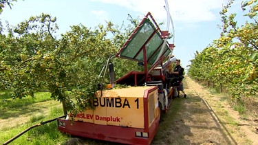 Die Obst-Schüttel-Maschine "Bumba", mit ihr können Obstbäume in Sekunden beerntet werden. | Bild: BR