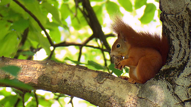 Ein Eichhörnchen sitzt auf einem Baum. | Bild: BR