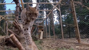 Luchs läuft Richtung Kamera. | Bild: BR