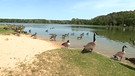 Die Gänse am Dechsendorfer Weiher in Erlangen. | Bild: BR