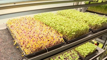 Micro-Greens im Gewächshaus. | Bild: BR