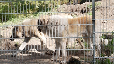 Zwei Herdenhunde im Wildparl Mehlmeisel. | Bild: BR