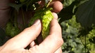 Andreas Auernhammer überprüft die Hopfendulden vor der Ernte um Qualitätsmängel zu vermeiden. | Bild: BR