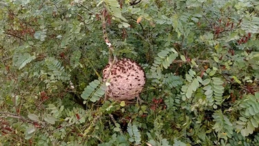 Das Nest der Asiatischen Hornisse in einem Baum. | Bild: BR