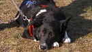 Tierschutzhund Birke beim Speeddating. | Bild: BR