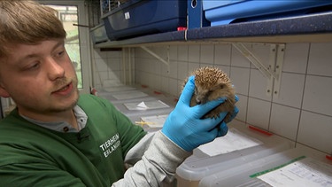 Mitarbeiter auf Igelstation hält Igel. | Bild: BR