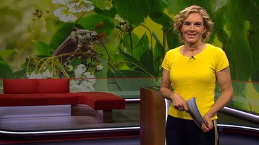 Julia Büchler moderiert die Frankenschau aktuell am 23.Mai. | Bild: BR
