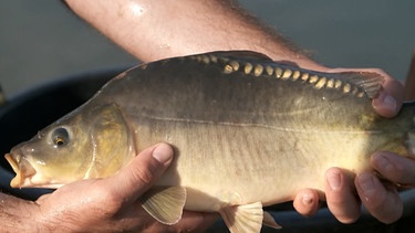 Ein Karpfen frisch aus dem Weiher gefischt, er muss jetzt noch in Brunnenwasser. | Bild: BR