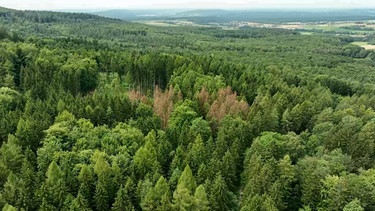 Wald von oben. | Bild: BR