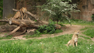 Die Löwen-Familie im Nürnberger Tiergarten hat Nachwuchs bekommen. | Bild: BR