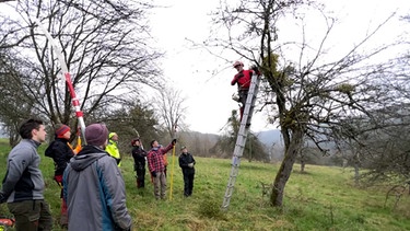 Ein Baum wird von Misteln befreit. | Bild: BR