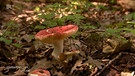 Roter Pilz wächst aus Waldboden. | Bild: BR