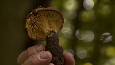 Biologin Diana Härpfer erklärt welche Pilze essbar sind. | Bild: BR