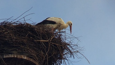 Ein Storch in seinem Nest hoch oben auf einem Dach. | Bild: BR