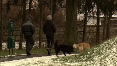 Gassigeher mit Hunden bei Spaziergang. | Bild: BR