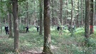 Polizeibeamte durchsuchen einen Wald in Oberfranken | Bild: BR