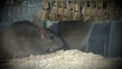 Versuchs-Ratten in einem Käfig. | Bild: BR
