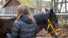 Mädchen kümmert sich um ein Pferd | Bild: BR