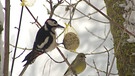 Vögel im Garten. | Bild: BR