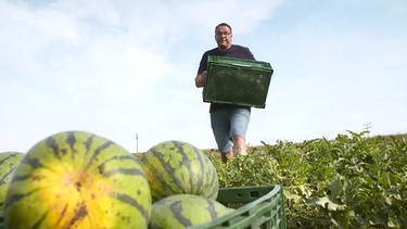 Wassermelonenkorb im Vordergrund. Ein Mann trägt einen weiteren Korb ins Bild. | Bild: BR