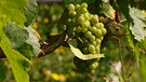 Eine der Weinreben von Gerhard Roth, dem ersten Ökoweinbauern in Franken. | Bild: BR