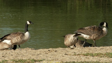 Kanada-Gänse in Michelau. | Bild: BR